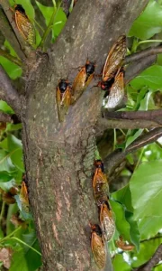 Brood XIV Cicadas