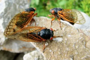 Brood XIV Cicadas