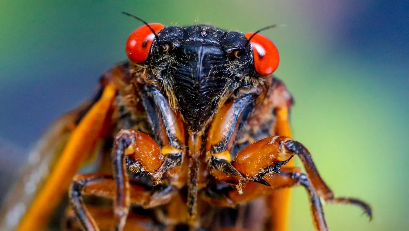 Brood XIV Cicadas