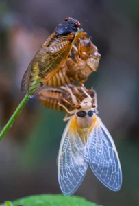 Brood XIV Cicadas