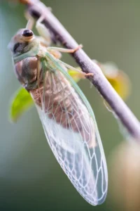 Brood XIV Cicadas